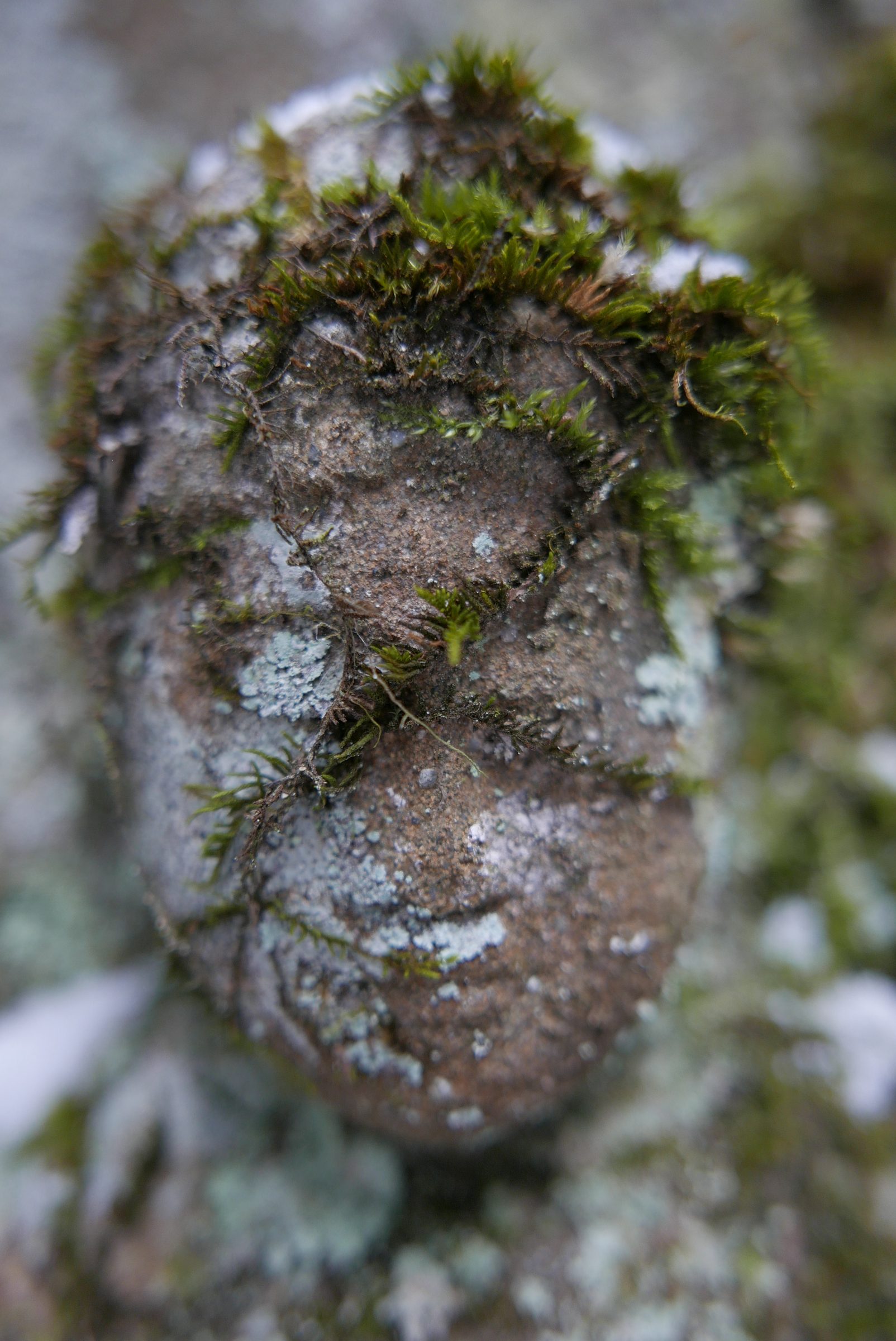 A face-like form in stone and moss with plants growing from its head